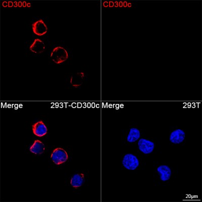ABflo® 647 Rabbit anti-Human CD300c mAb (100 T)