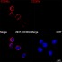 ABflo® 647 Rabbit anti-Human CD300c mAb (100 T)