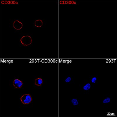 ABflo® 594 Rabbit anti-Human CD300c mAb (100 T)