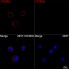ABflo® 594 Rabbit anti-Human CD300c mAb (100 T)
