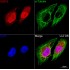 KD-Validated ISG15 Rabbit mAb (20 μl)