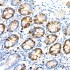 KD-Validated Thymidylate synthase Rabbit mAb (20 μl)