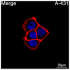 ABflo® 594 Rabbit anti-Human EGFR mAb (100 T)