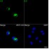 ABflo® 488 Rabbit anti-Human IL9 mAb (100 T)