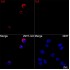 ABflo® 594 Rabbit anti-Human IL9 mAb (100 T)