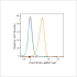 ABflo® 647 Rabbit anti-Human Flt3/CD135  mAb (100 T)