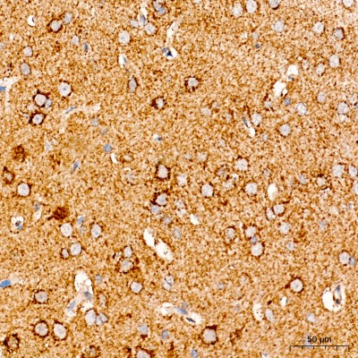KO-Validated COX5A Rabbit pAb (20 μl)
