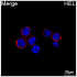 ABflo® 594 Rabbit anti-Human CD84 mAb (100 T)