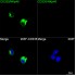 ABflo® 488 Rabbit anti-Human CD335/NKp46 mAb (100 T)