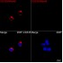 ABflo® 647 Rabbit anti-Human CD335/NKp46 mAb (100 T)