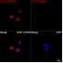 ABflo® 594 Rabbit anti-Human CD335/NKp46 mAb (100 T)
