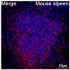 ABflo® 647 Rabbit anti-Mouse CD22 mAb (100 T)