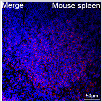 ABflo® 594 Rabbit anti-Mouse CD22 mAb (100 T)