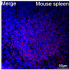 ABflo® 594 Rabbit anti-Mouse CD22 mAb (100 T)