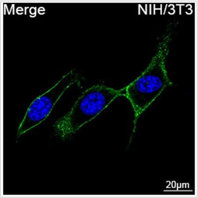 ABflo® 488 Rabbit anti-Mouse CD44 mAb (100 T)
