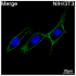 ABflo® 488 Rabbit anti-Mouse CD44 mAb (100 T)