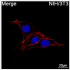 ABflo® 647 Rabbit anti-Mouse CD44 mAb (100 T)