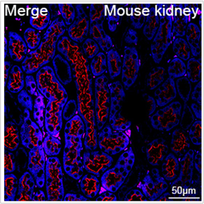 ABflo® 647 Rabbit anti-Human Megalin/LRP2 mAb (100 T)