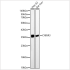 KD-Validated CYB5R3 Rabbit pAb (20 μl)