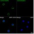 ABflo® 488 Rabbit anti-Human CD101/IGSF2 mAb (100 T)