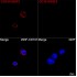 ABflo® 647 Rabbit anti-Human CD101/IGSF2 mAb (100 T)