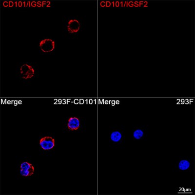 ABflo® 594 Rabbit anti-Human CD101/IGSF2 mAb (100 T)