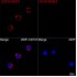 ABflo® 594 Rabbit anti-Human CD101/IGSF2 mAb (100 T)