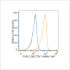PVRL1/NECTIN1 Rabbit mAb (100 μL)