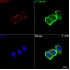 KD-Validated MCCC1 Rabbit mAb (20 μl)