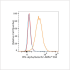ABflo® 594 Rabbit anti-Human IFN-alpha/beta R2 mAb (100 T)