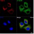 KD-Validated TIMM13 Rabbit mAb (20 μl)