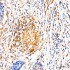 KD-Validated MRPL27 Rabbit pAb (20 μl)