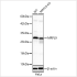 KD-Validated MRPL9 Rabbit pAb (20 μl)
