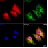 KD-Validated NNMT Rabbit mAb (20 μl)