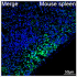 ABflo® 488 Rabbit anti-Mouse CD24 mAb (100 T)