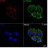 KD-Validated CD46 Rabbit mAb (20 μl)