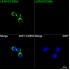 ABflo® 488 Rabbit anti-Human LILRA2/CD85h mAb (100 T)
