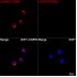ABflo® 647 Rabbit anti-Human LILRA2/CD85h mAb (100 T)