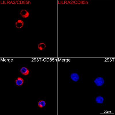 ABflo® 594 Rabbit anti-Human LILRA2/CD85h mAb (100 T)