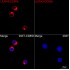 ABflo® 594 Rabbit anti-Human LILRA2/CD85h mAb (100 T)