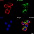 KD-Validated eIF4E Rabbit mAb (20 μl)