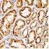 KO-Validated LAMP2 Rabbit mAb (20 μl)