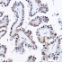 KO-Validated PDCD4 Rabbit pAb (20 μl)