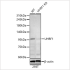 KD-Validated UHRF1 Rabbit pAb (20 μl)