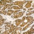 KD-Validated COX5A Rabbit mAb (20 μl)