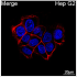 ABflo® 647 Rabbit anti-Human CD99 mAb (100 T)