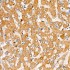 KD-Validated CYB5R3 Rabbit mAb (20 μl)