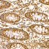 KD-Validated TRIM25 Rabbit mAb (20 μl)