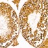 KD-Validated COX7A2L Rabbit mAb (20 μl)