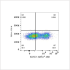 ABflo® 488 Rabbit anti-Human KLRG1 PolymAb® (100 T)
